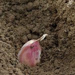 How To Plant Garlic In Spring