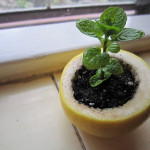 Citrus Peel Seedling Starter Pot