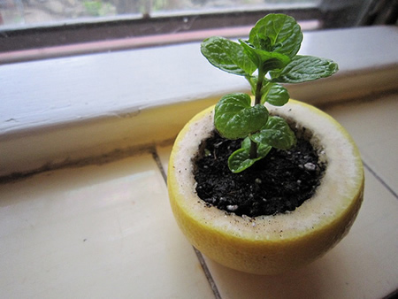 Citrus Peel Seedling Starter Pot