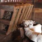 DIY Wood Pallet Goat Hay Feeder