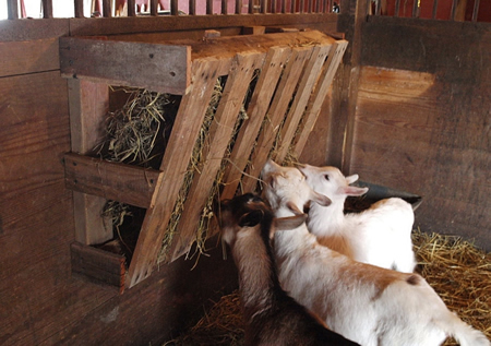 DIY Wood Pallet Goat Hay Feeder
