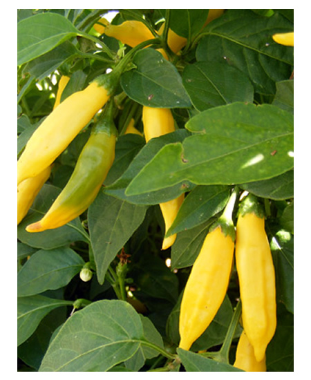 Growing Aji Limon Peppers
