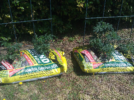 Growing Tomatoes In Dirt Bags