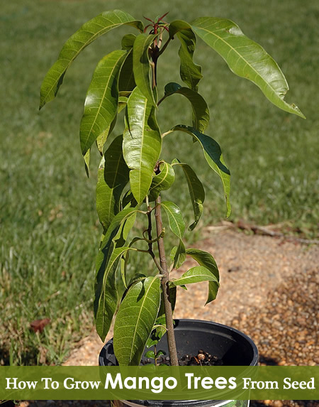 How To Grow A Mango Tree From A Seed