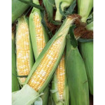How To Grow Sweet Corn