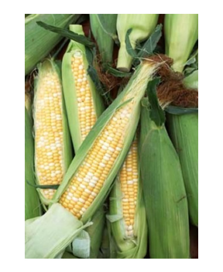 How To Grow Sweet Corn