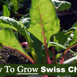 How To Grow Swiss Chard