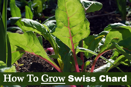 How To Grow Swiss Chard