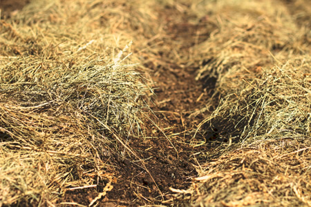 How To Use The Deep Mulch Garden Method