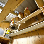 DIY Chicken Poop Gutter