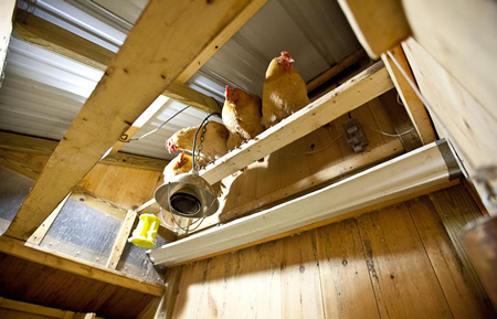 DIY Chicken Poop Gutter