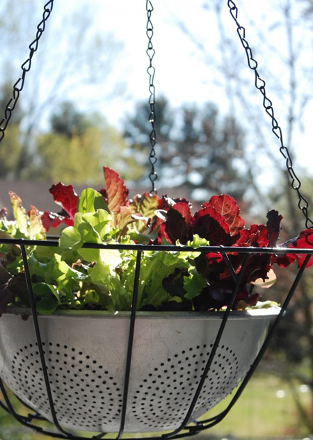 DIY Hanging Lettuce Leaf Basket