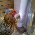 DIY No Spill PVC Chicken Feeder