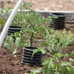 How To Deep Water Tomatoes