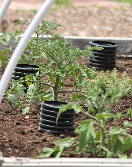 How To Deep Water Tomatoes