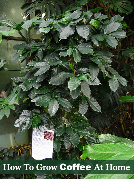 How To Grow Coffee At Home