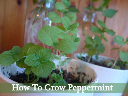How To Grow Peppermint