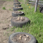 How To Grow Potatoes In Tires