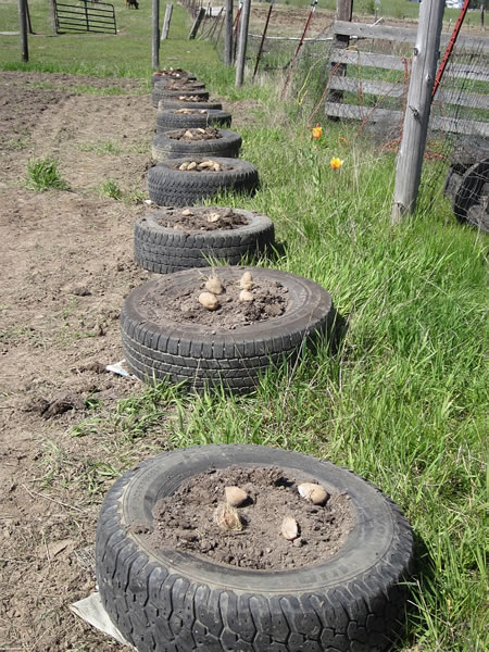 How To Grow Potatoes In Tires