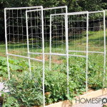 How To Build A DIY PVC Tomato Trellis