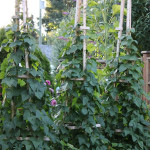 How To Grow Grandpa's Pole Beans