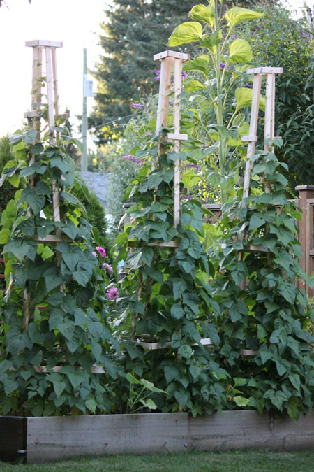 How To Grow Grandpa's Pole Beans