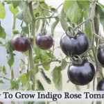How To Grow Indigo Rose Tomatoes