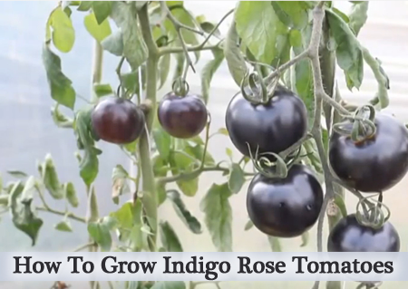 How To Grow Indigo Rose Tomatoes
