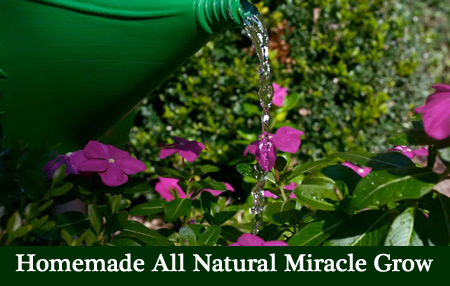 Homemade All Natural Miracle Grow
