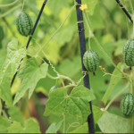 Growing Cucamelons