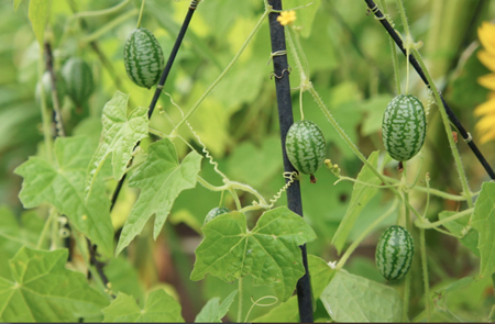 Growing Cucamelons