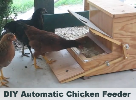 Chicken Treadle Feeder Plans