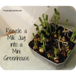 DIY Milk Jug Mini Greenhouse