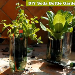 DIY 2L Soda Bottle Garden