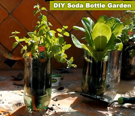 DIY 2L Soda Bottle Garden