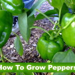 How To Grow Peppers