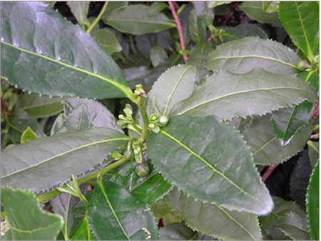 Growing Tea Plants