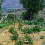 DIY $4 Bamboo Tomato Cages
