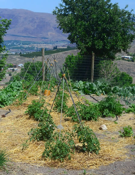 DIY $4 Bamboo Tomato Cages