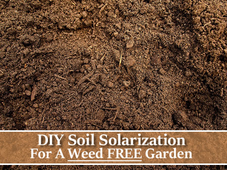 DIY Vegetable GardenSoil Solarization
