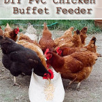 DIY PVC Chicken Buffet Feeder