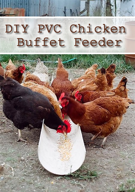 DIY PVC Chicken Buffet Feeder