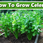 How To Grow Celery