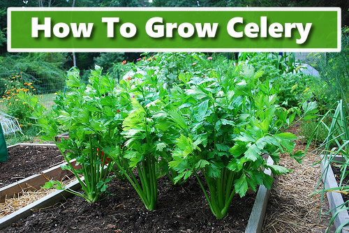 How To Grow Celery