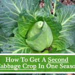 How To Get A 2nd Cabbage Growth