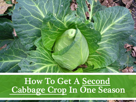 How To Get A 2nd Cabbage Growth