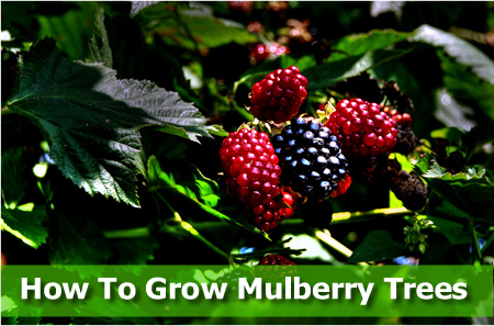 Growing A Mulberry Tree