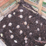 Growing Potatoes In Pallets
