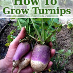 How To Grow Turnips