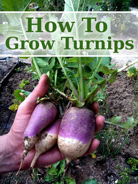 How To Grow Turnips